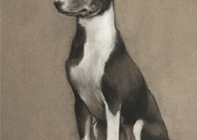 Basenji Drawing