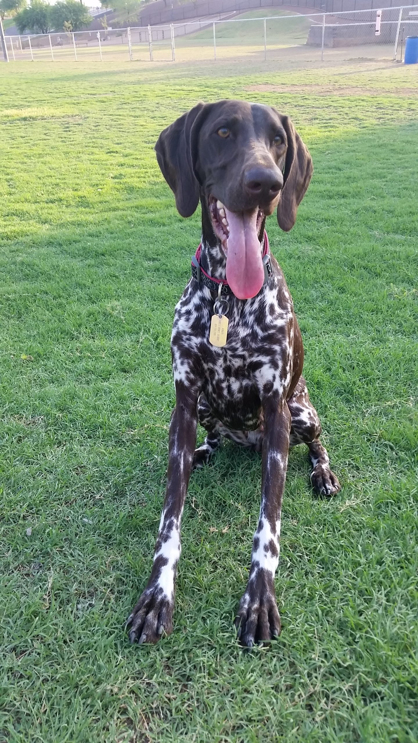 Good photo of a dog for a portrait