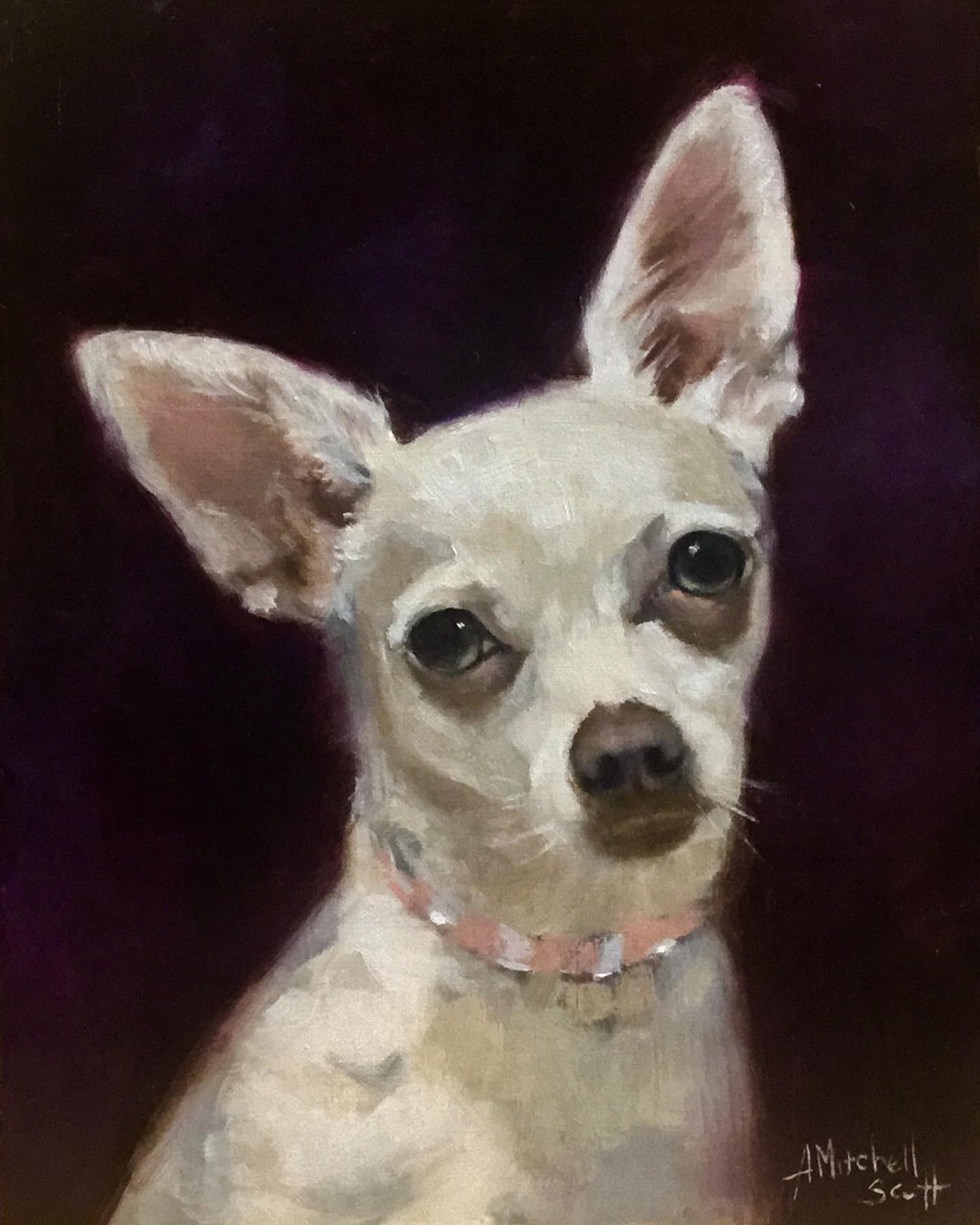 chihuahua pet portrait