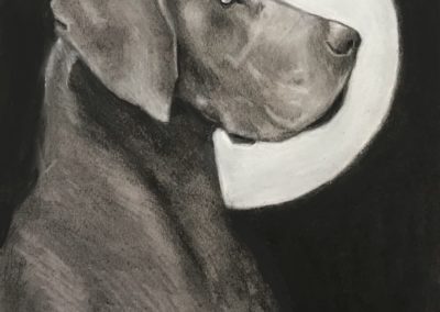 Great Dane Charcoal Drawing